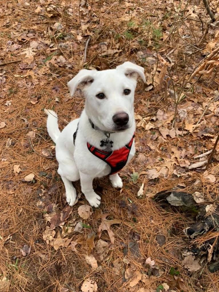 Colt, a Siberian Husky and American Bulldog mix tested with EmbarkVet.com