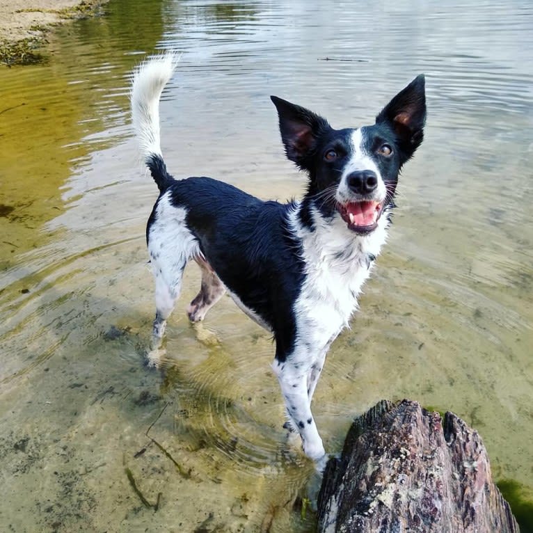 Luca, a Labrador Retriever and Australian Cattle Dog mix tested with EmbarkVet.com