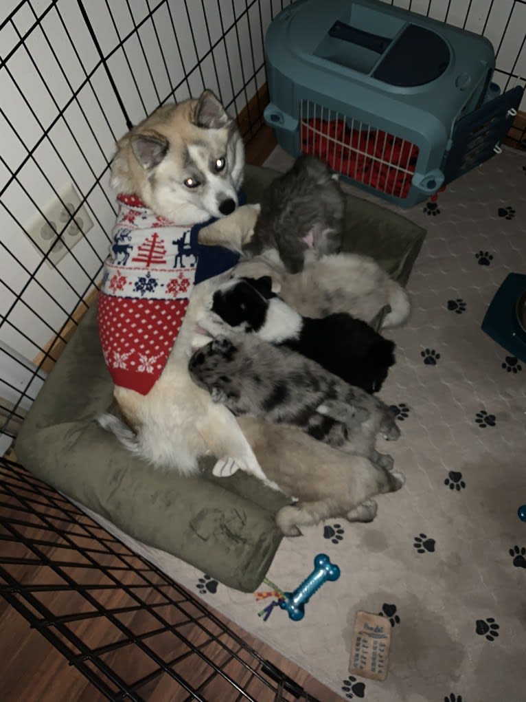 Kaia, a Pomsky tested with EmbarkVet.com