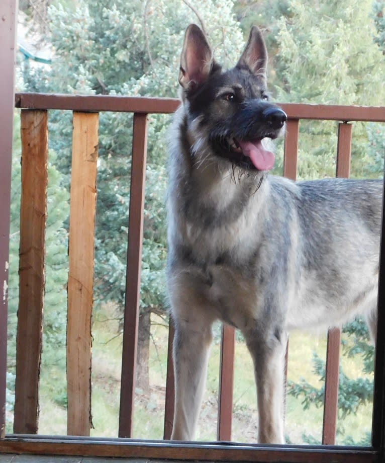 Stella, a German Shepherd Dog and Alaskan Malamute mix tested with EmbarkVet.com