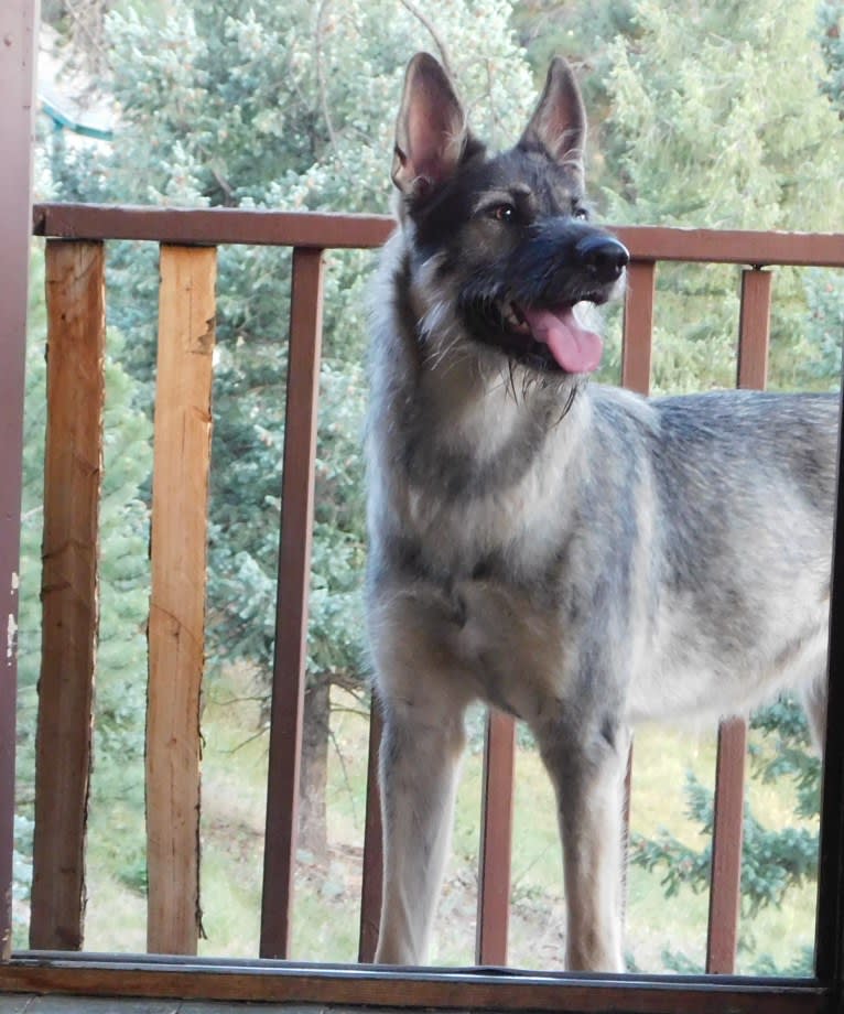 Embark Dog DNA Test Fennario s Stella Blue gallery