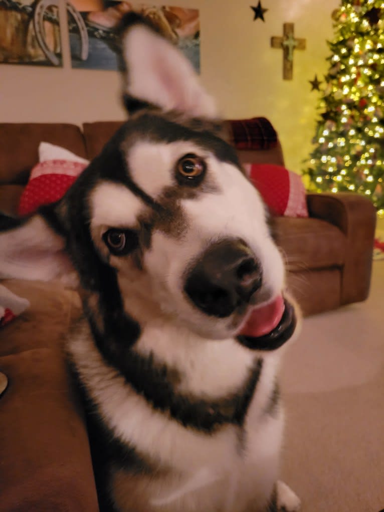 Kimber, an Alaskan Malamute tested with EmbarkVet.com