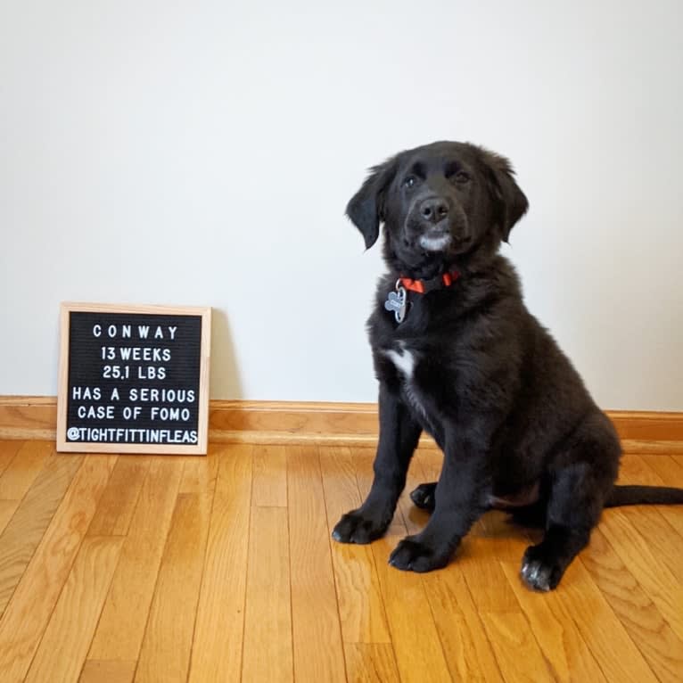 Conway, a Golden Retriever and Great Pyrenees mix tested with EmbarkVet.com