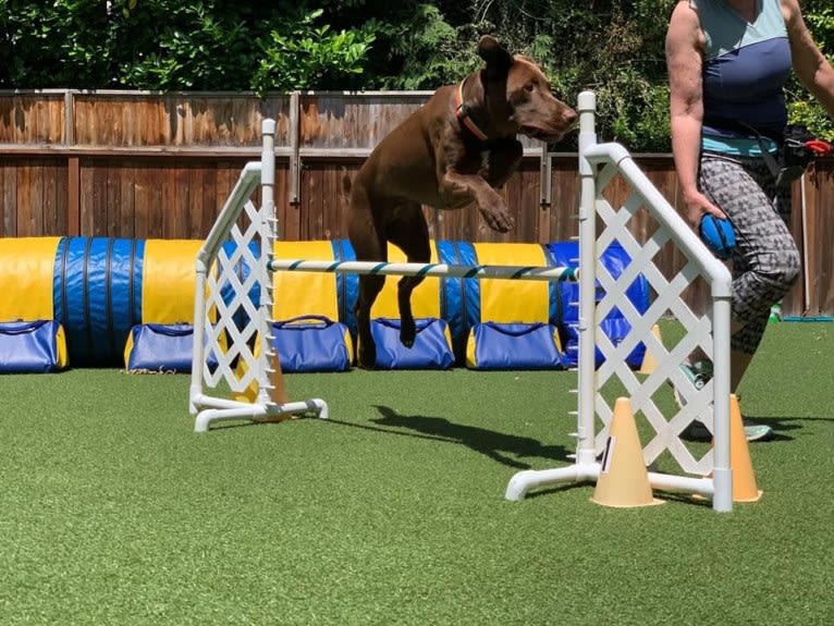 Zydeco, a Catahoula Leopard Dog and Labrador Retriever mix tested with EmbarkVet.com