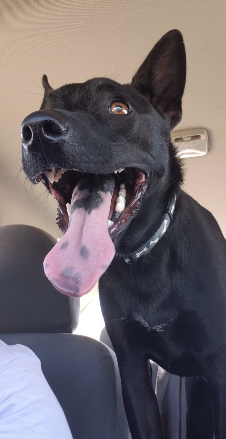 Wesley, an Australian Cattle Dog and Chihuahua mix tested with EmbarkVet.com