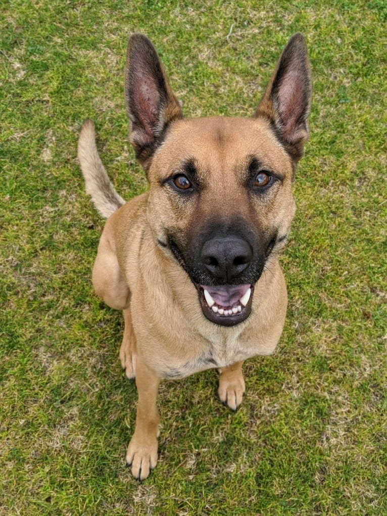 Enzo, a German Shepherd Dog and American Pit Bull Terrier mix tested with EmbarkVet.com
