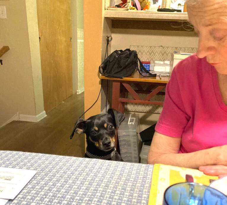 Sir Ridley, a Chihuahua and Rat Terrier mix tested with EmbarkVet.com