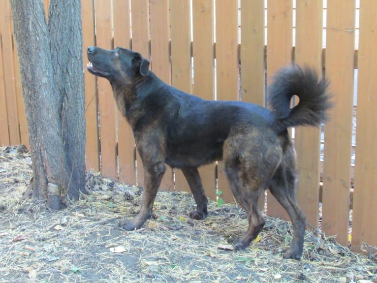 Henry, a Tibetan Mastiff and German Shepherd Dog mix tested with EmbarkVet.com