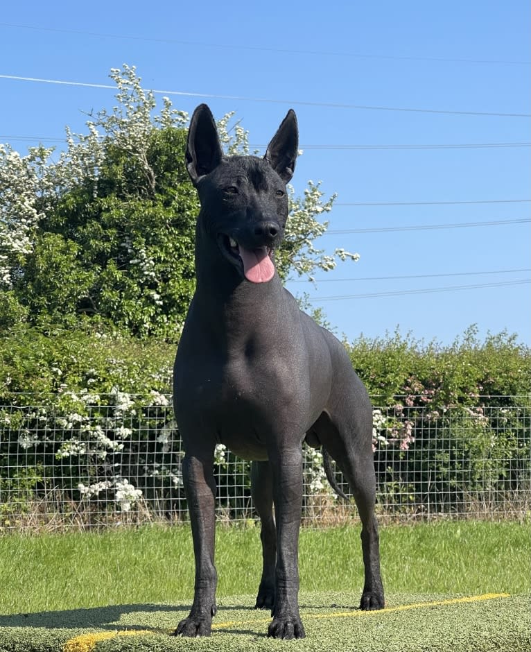 Mr T, a Xoloitzcuintli tested with EmbarkVet.com