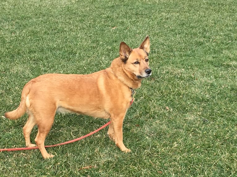 Scotchie, a Siberian Husky and German Shepherd Dog mix tested with EmbarkVet.com