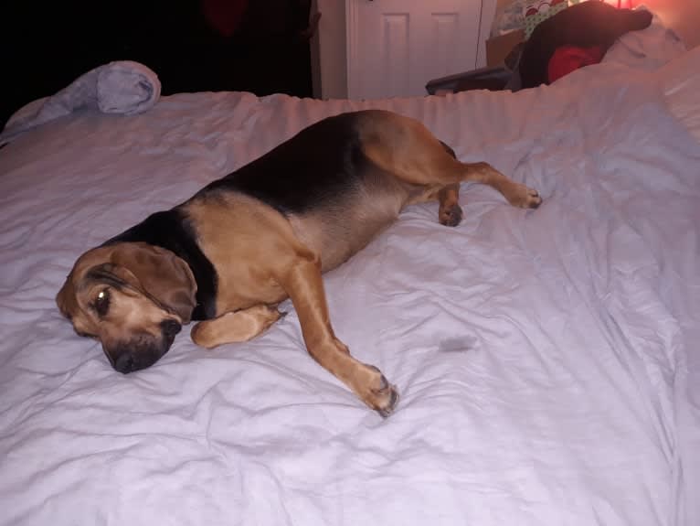 Photo of Honey, a Bloodhound  in Hemet, California, USA