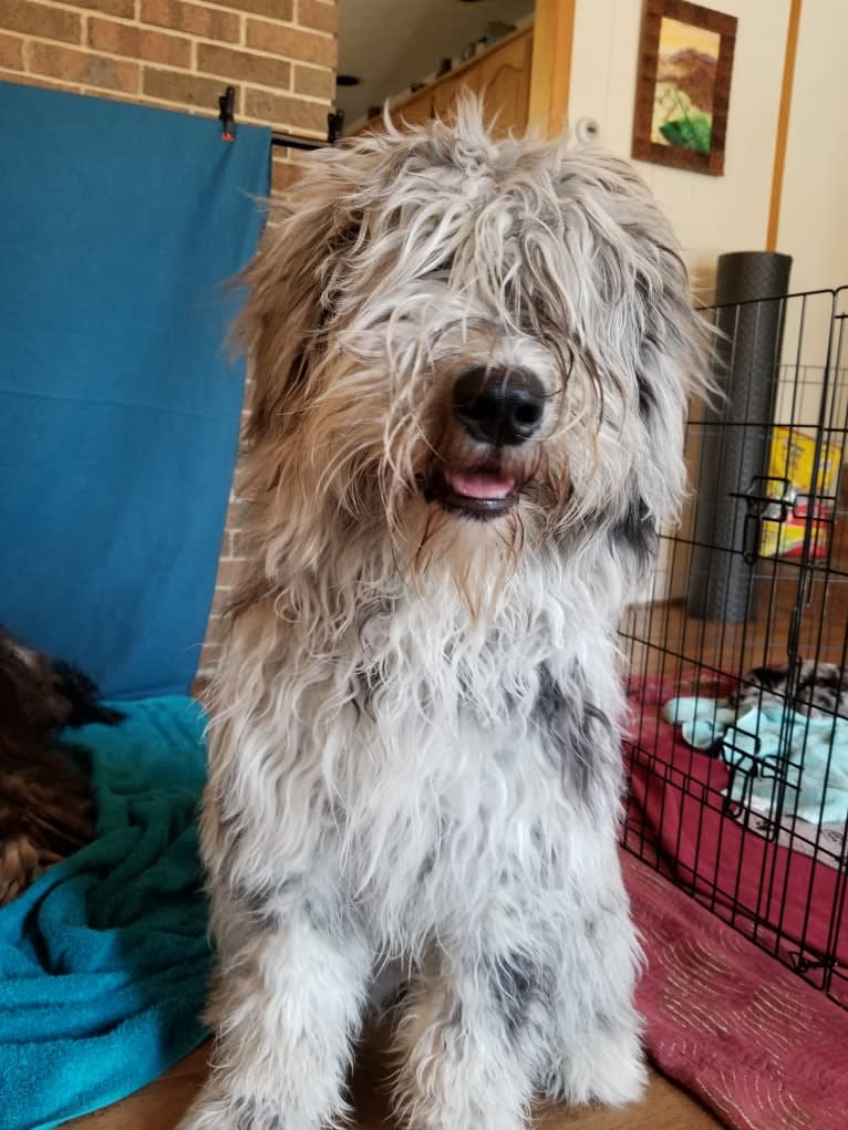 Ghita, a Bergamasco Sheepdog tested with EmbarkVet.com