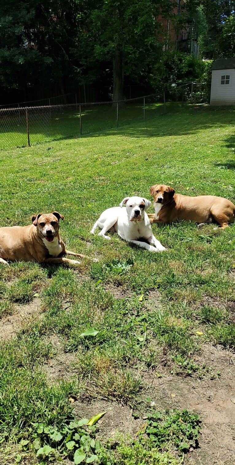 Thorsen, a Boxer and Saint Bernard mix tested with EmbarkVet.com