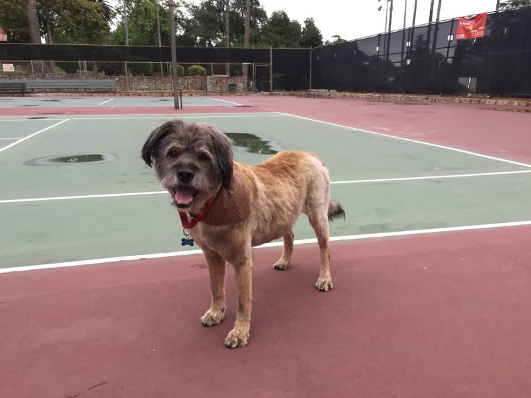 Fergus, a Rottweiler and Golden Retriever mix tested with EmbarkVet.com