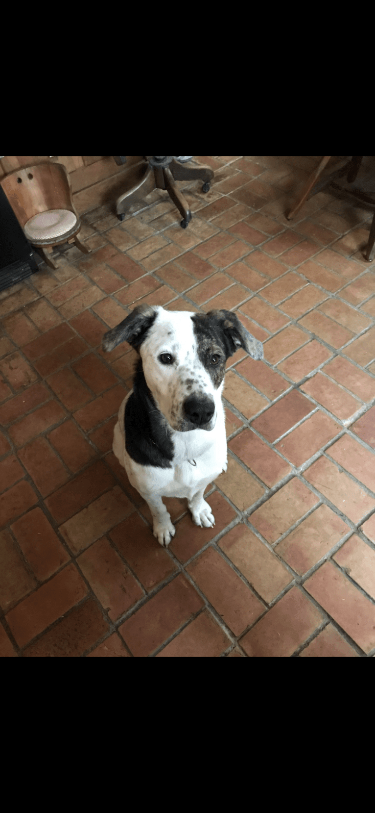 Toby, an American Pit Bull Terrier and Great Pyrenees mix tested with EmbarkVet.com