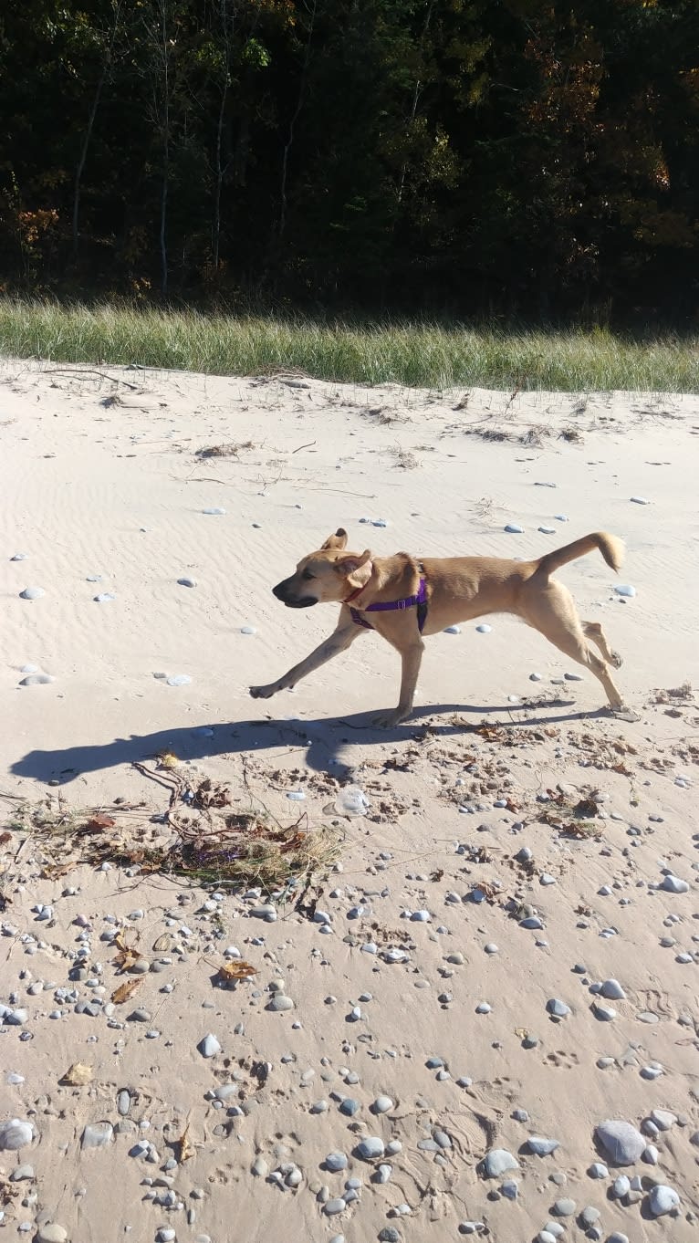 Willow, a Rottweiler and Dachshund mix tested with EmbarkVet.com