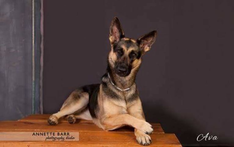 Ava Lynch, a German Shepherd Dog tested with EmbarkVet.com