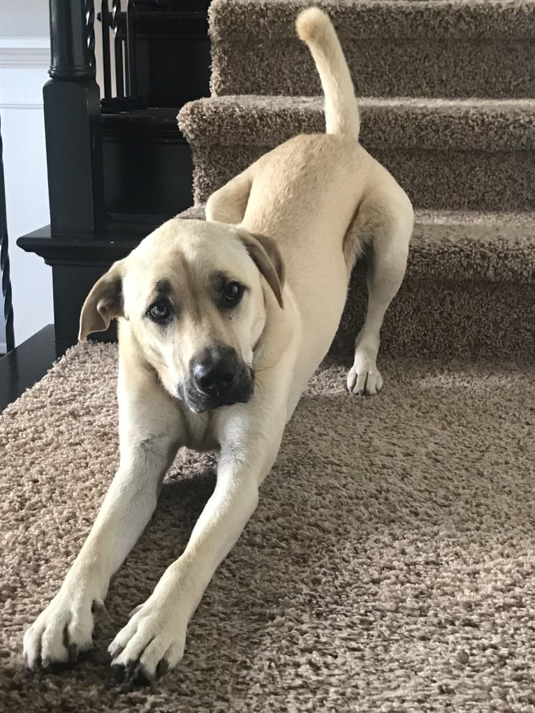 Winston, an American Pit Bull Terrier and Siberian Husky mix tested with EmbarkVet.com