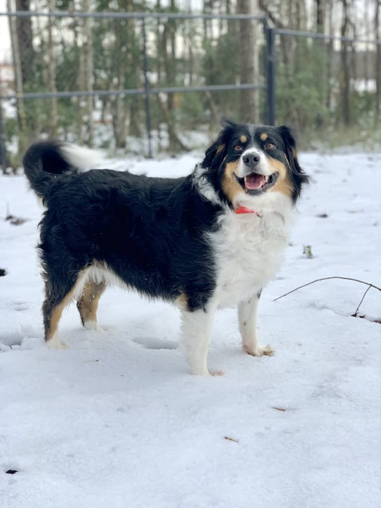 Scarlett, a Brittany and Australian Shepherd mix tested with EmbarkVet.com