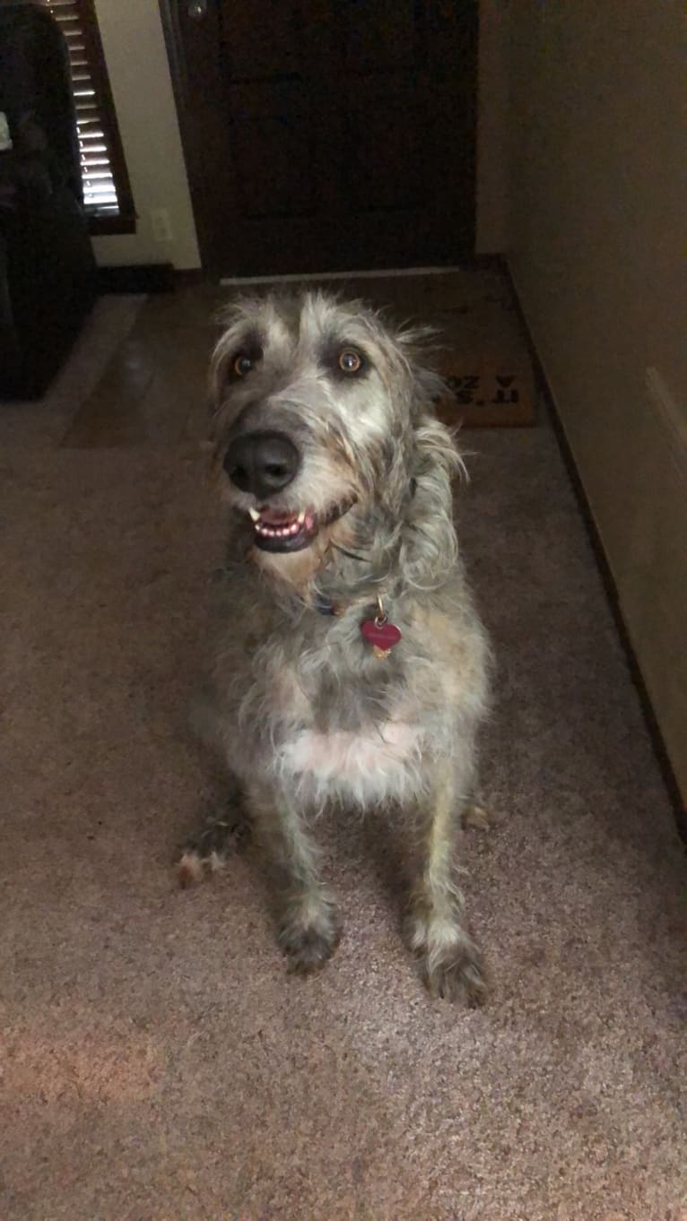 Meadow, an Irish Wolfhound tested with EmbarkVet.com