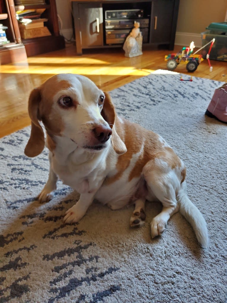 Tucker, a Beagle tested with EmbarkVet.com