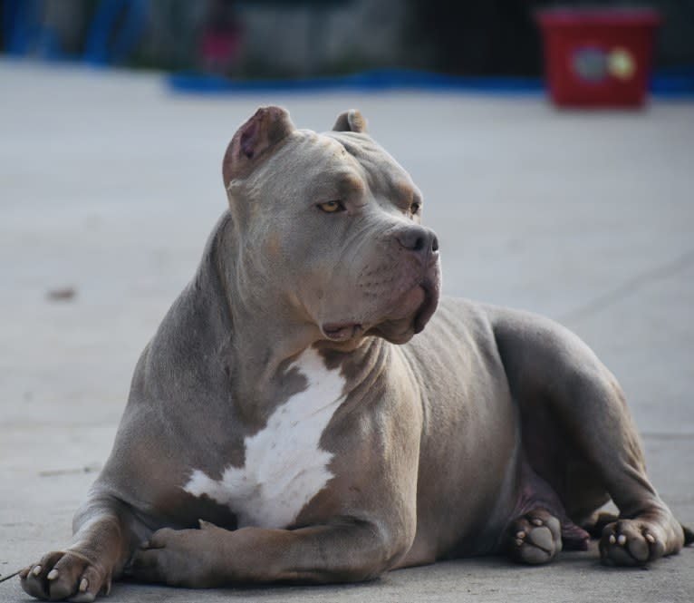 Xena, an American Bully tested with EmbarkVet.com