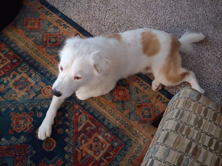 Bear, a Great Pyrenees and Labrador Retriever mix tested with EmbarkVet.com