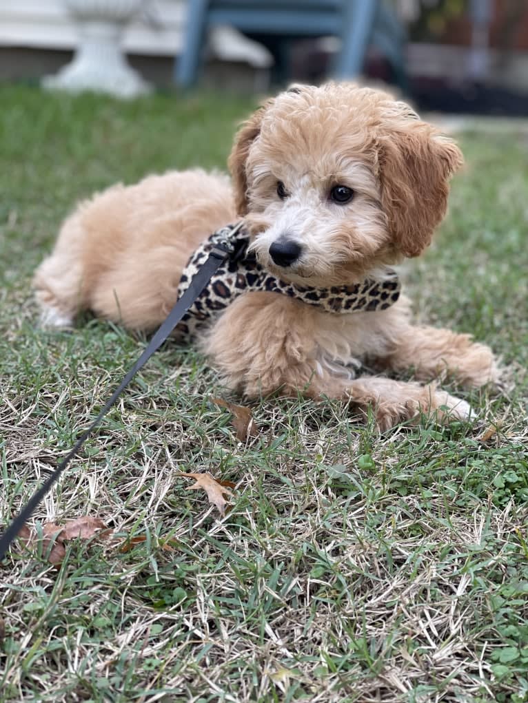 Bailee, a Bichonpoo tested with EmbarkVet.com