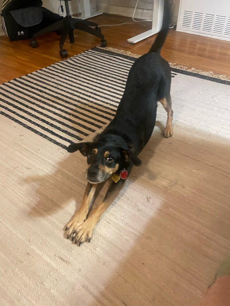 Cody, a Rat Terrier and Cocker Spaniel mix tested with EmbarkVet.com