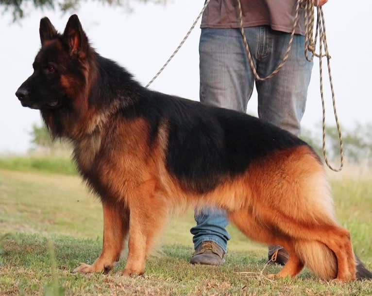 Max, a German Shepherd Dog tested with EmbarkVet.com