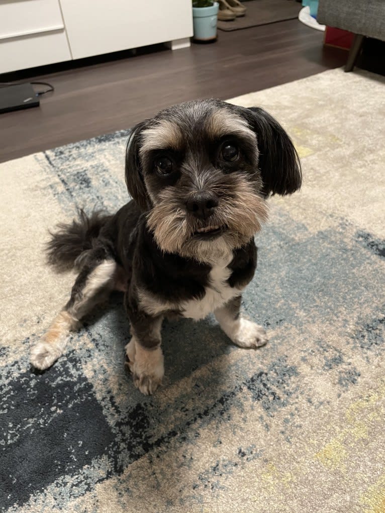 Tokki, a Shih Tzu and Pekingese mix tested with EmbarkVet.com