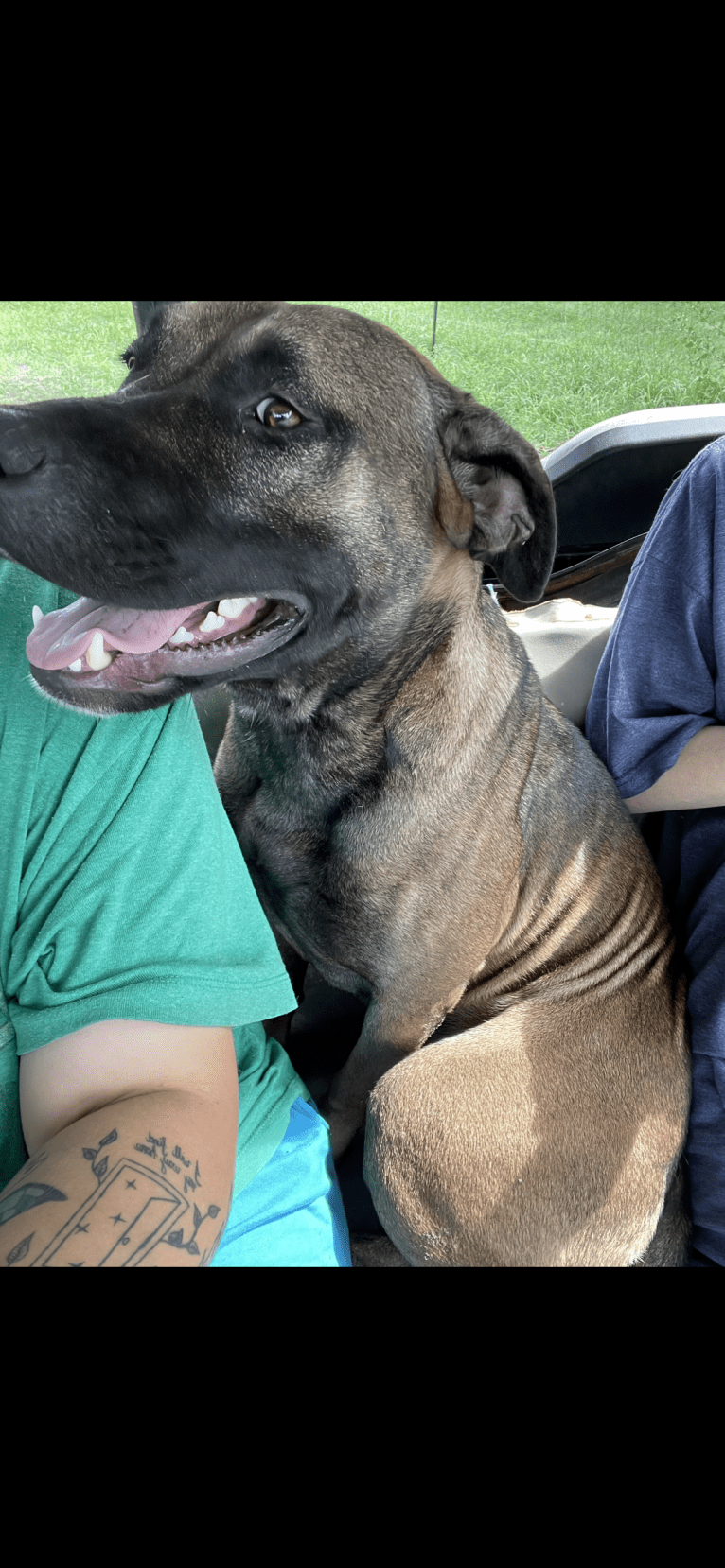 Duke, an American Pit Bull Terrier and Siberian Husky mix tested with EmbarkVet.com