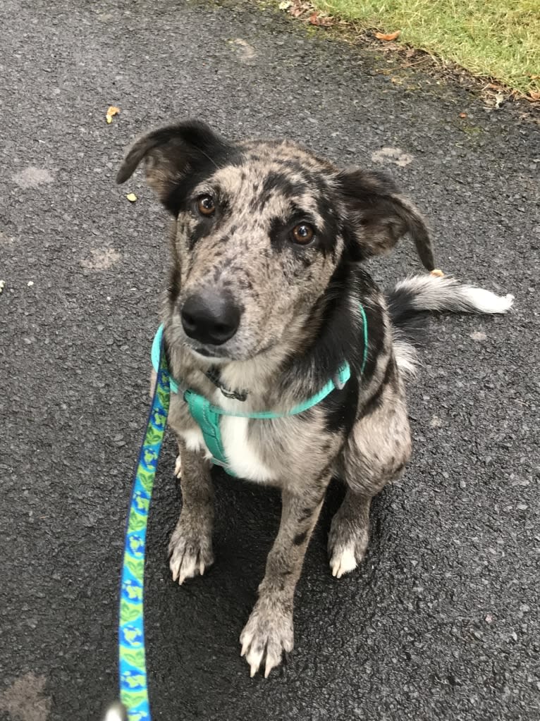 Valerie, a Border Collie and Bloodhound mix tested with EmbarkVet.com