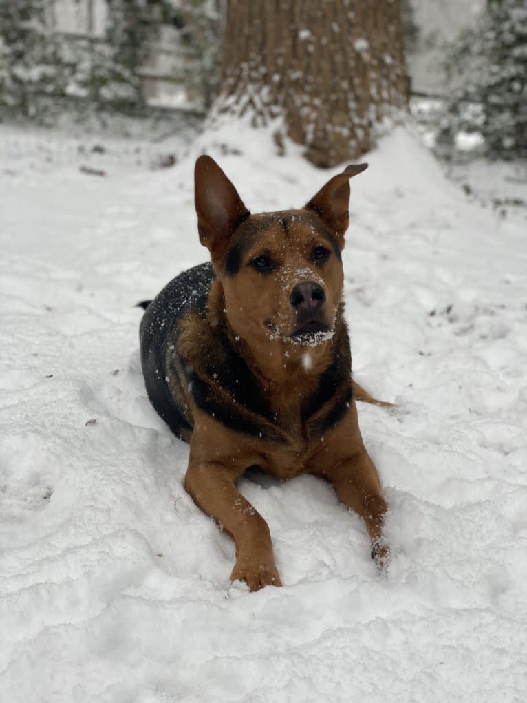 Tommy, an Australian Cattle Dog and German Shepherd Dog mix tested with EmbarkVet.com