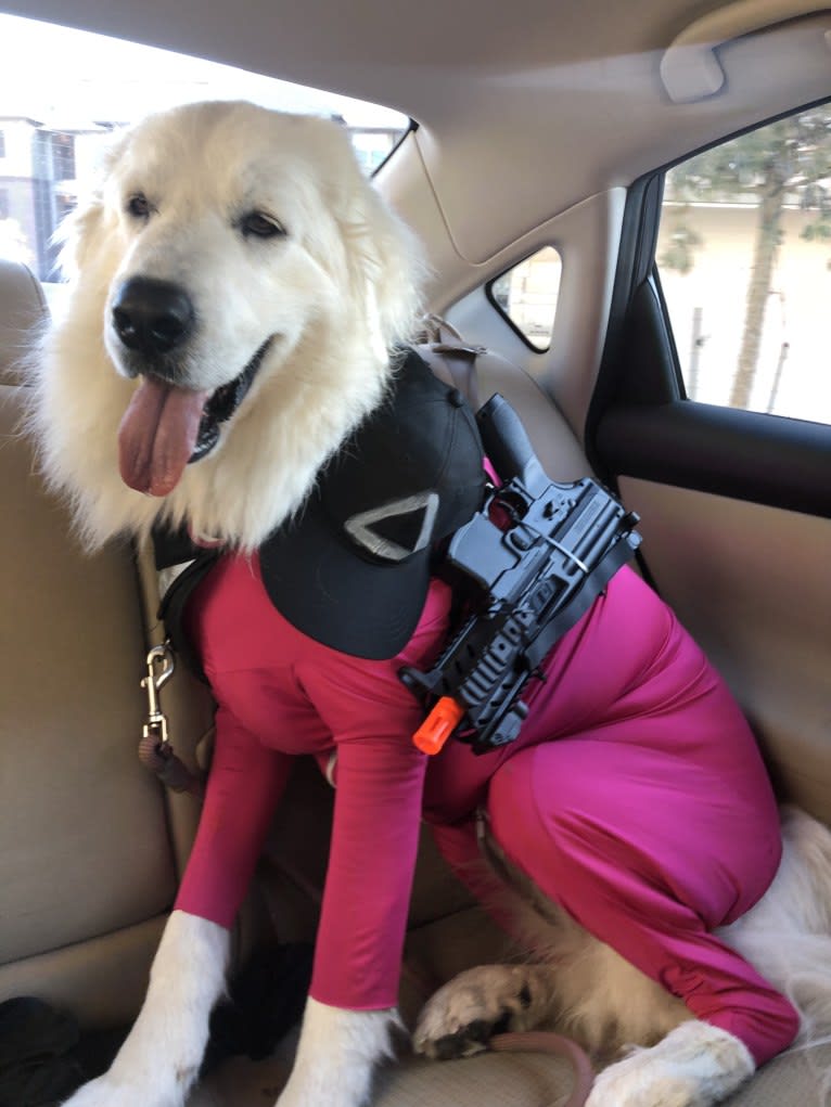 Looney “Chik’in Mini Bandit” Bear, a Great Pyrenees tested with EmbarkVet.com