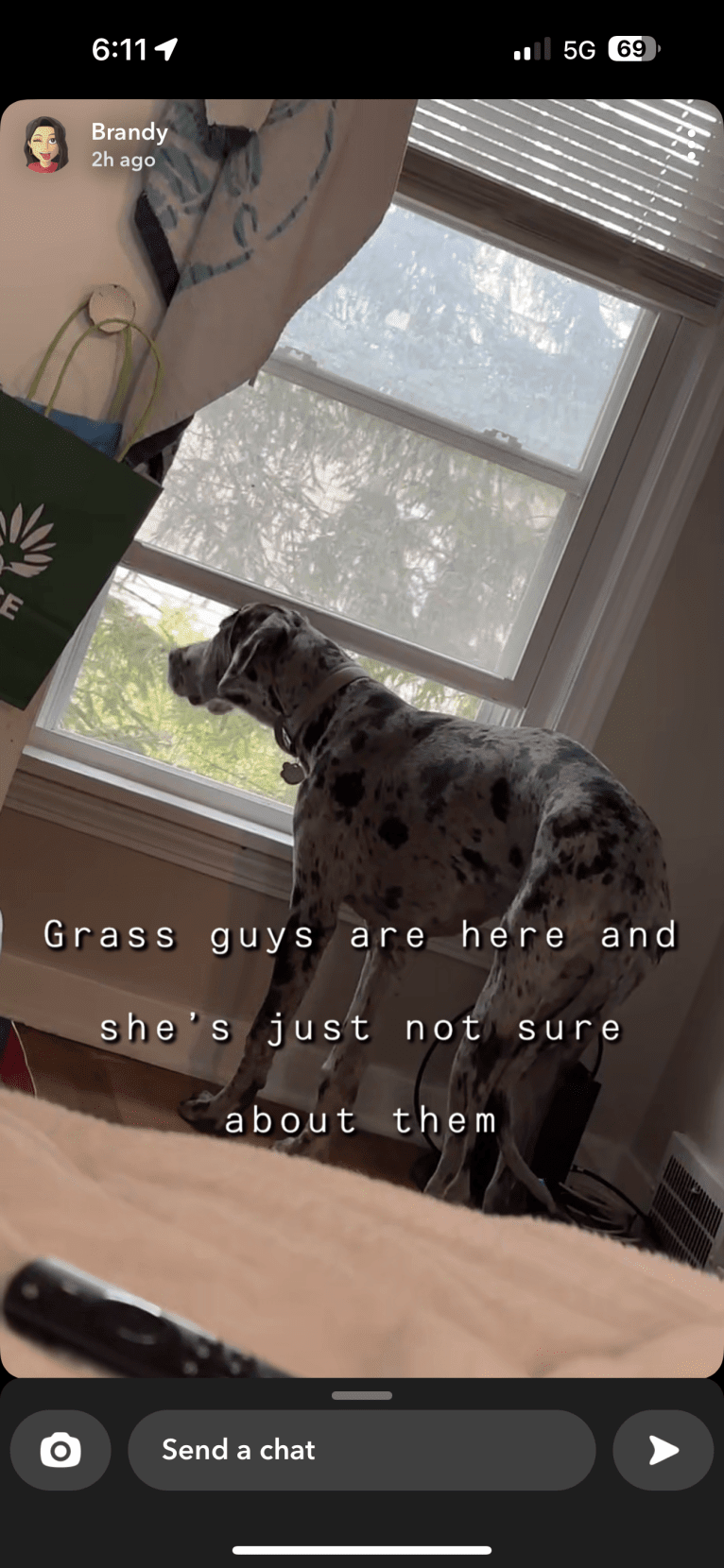 Dream Hunter, a Great Dane tested with EmbarkVet.com