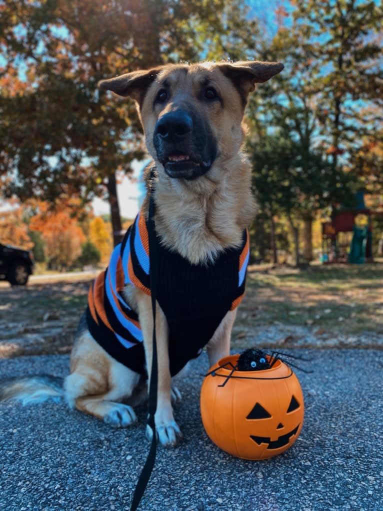 Strider, a German Shepherd Dog tested with EmbarkVet.com