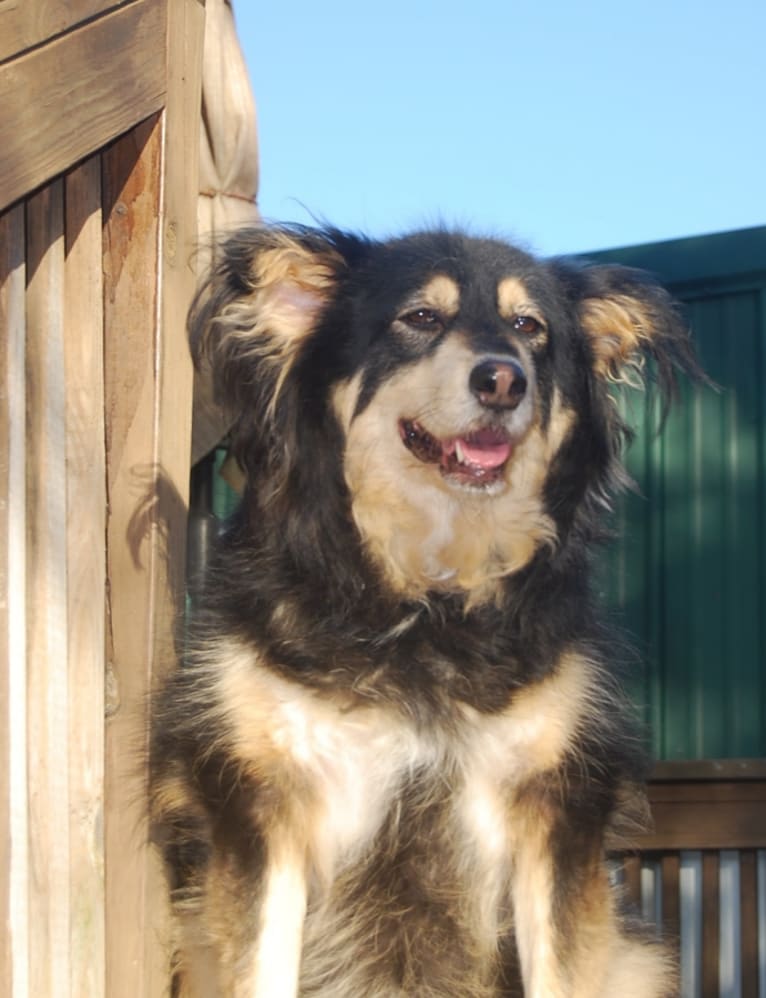 Remy, a German Shepherd Dog and Labrador Retriever mix tested with EmbarkVet.com