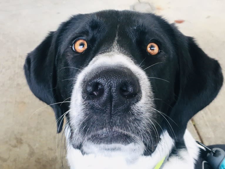 Millie, a Labrador Retriever and Great Pyrenees mix tested with EmbarkVet.com