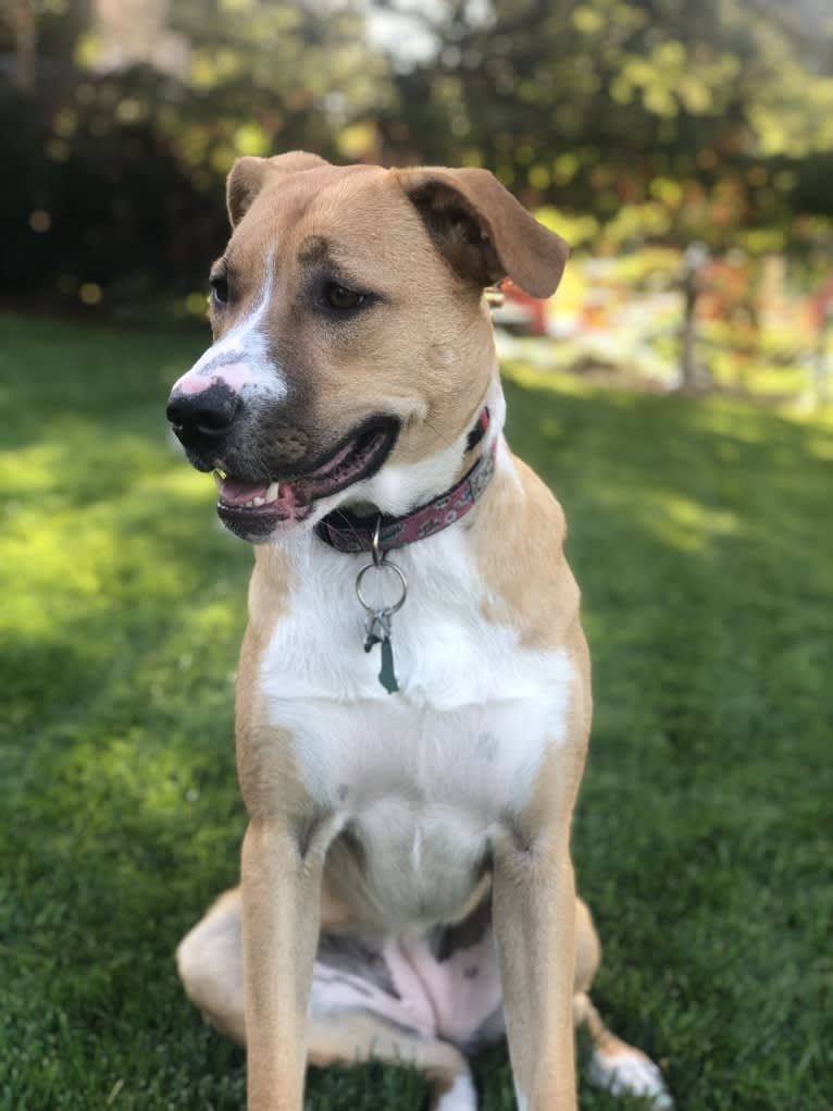 Roo, an Anatolian Shepherd Dog and Border Collie mix tested with EmbarkVet.com