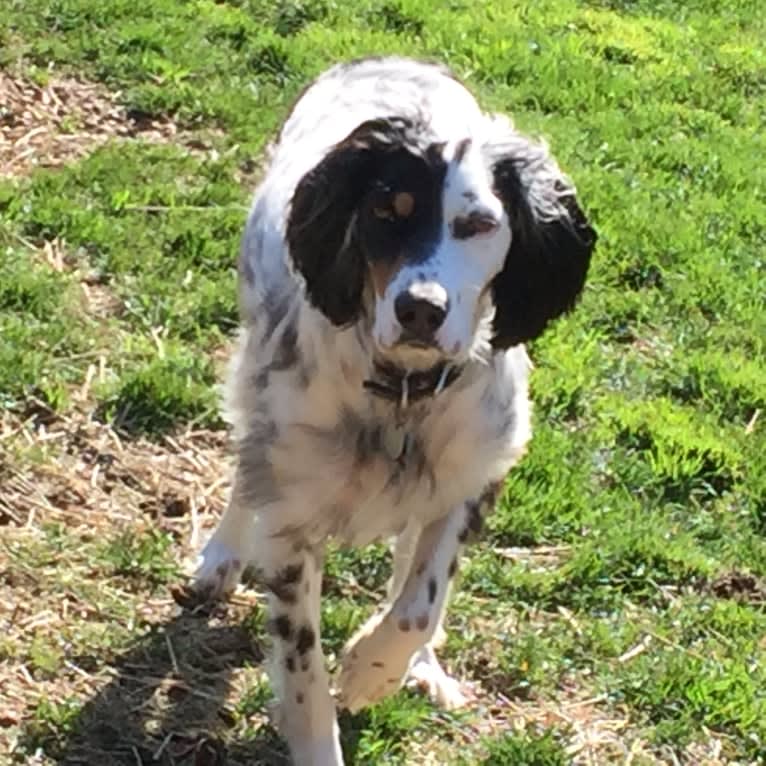 Maggie May, a Llewellin Setter tested with EmbarkVet.com