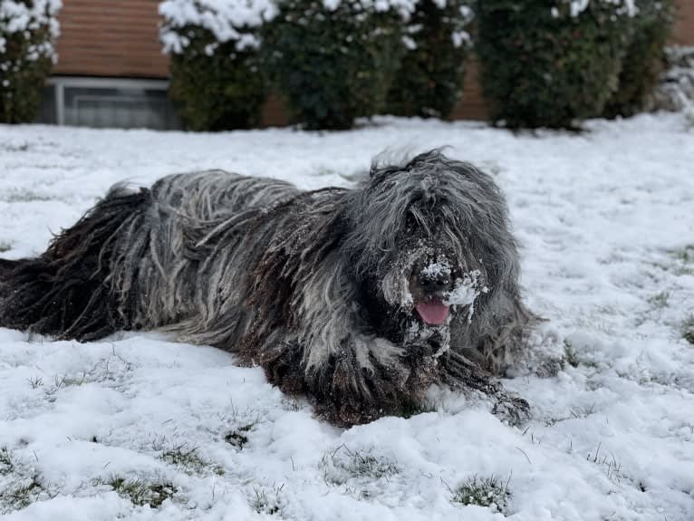 Garou Luigi Della Luna di Lana, a Bergamasco Sheepdog tested with EmbarkVet.com