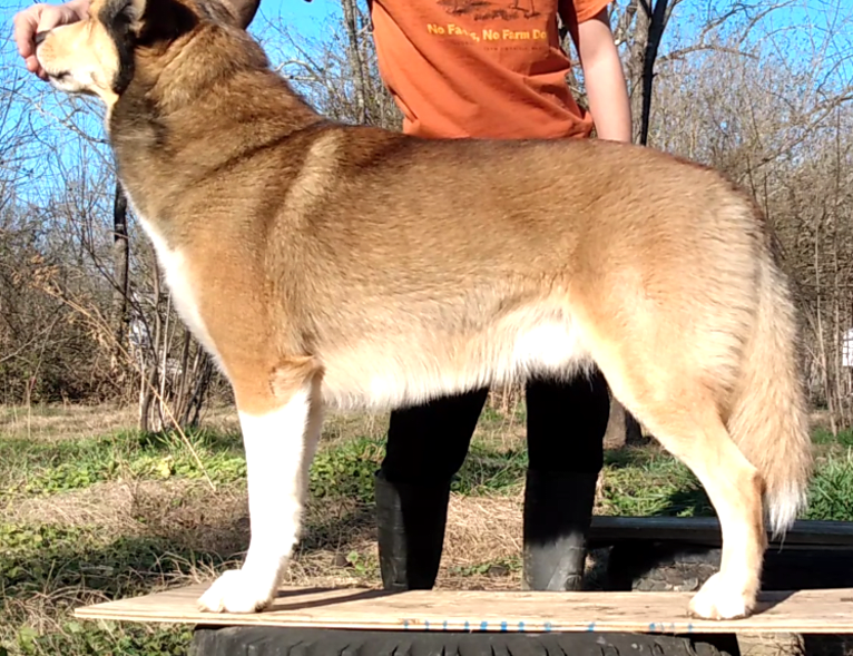 Kai, a Shetland Sheepdog and Siberian Husky mix tested with EmbarkVet.com