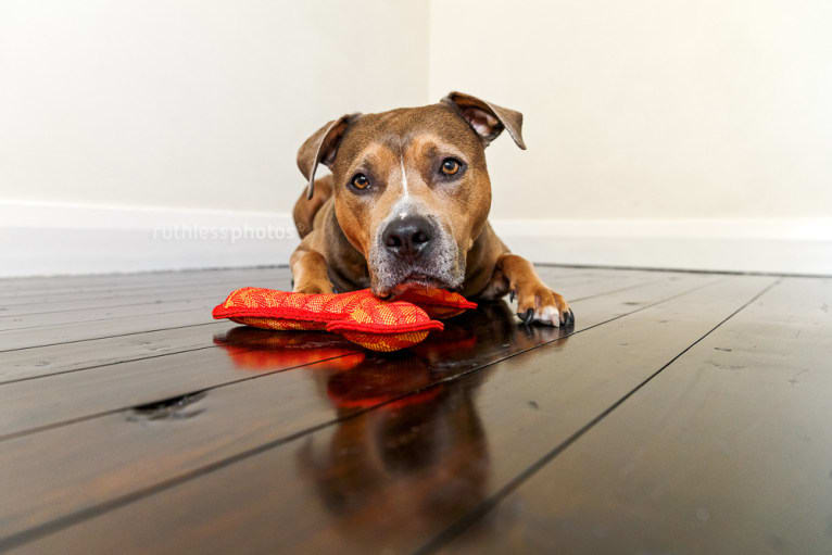 Bruno, an American Staffordshire Terrier tested with EmbarkVet.com