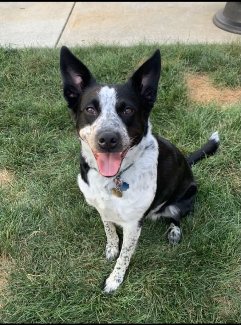 Ripley, an Australian Cattle Dog and Border Collie mix tested with EmbarkVet.com