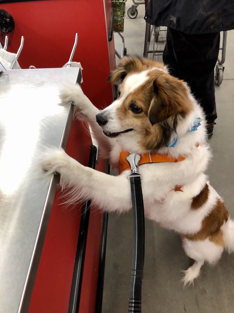 Cooper, an Australian Cattle Dog and Shih Tzu mix tested with EmbarkVet.com