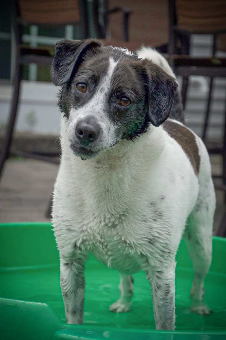 Jack, a Russell-type Terrier and Mountain Cur mix tested with EmbarkVet.com