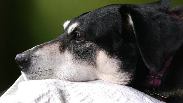 Lady, a Chow Chow and Labrador Retriever mix tested with EmbarkVet.com