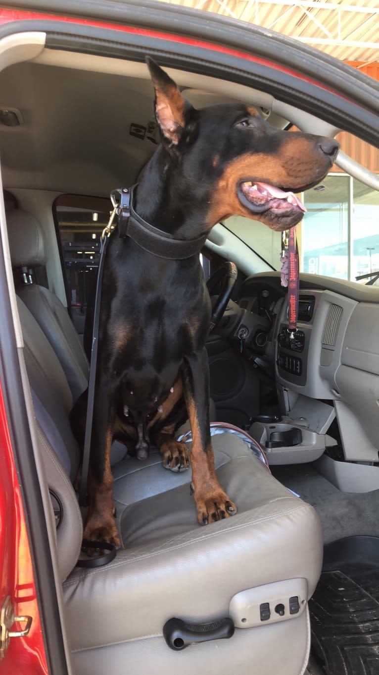 Thunder, a Doberman Pinscher tested with EmbarkVet.com