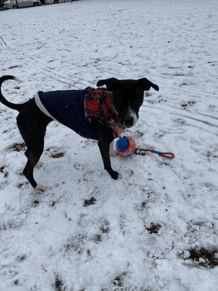 Ada, an American Pit Bull Terrier and Labrador Retriever mix tested with EmbarkVet.com